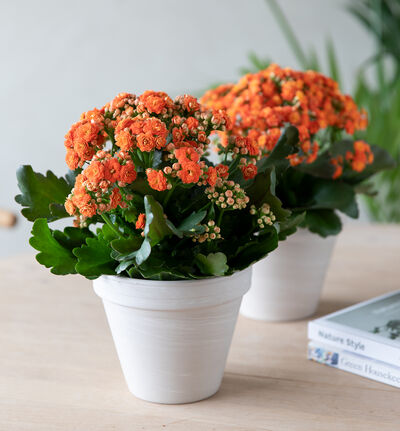 Ildtopp oransje Ildtopp oransje